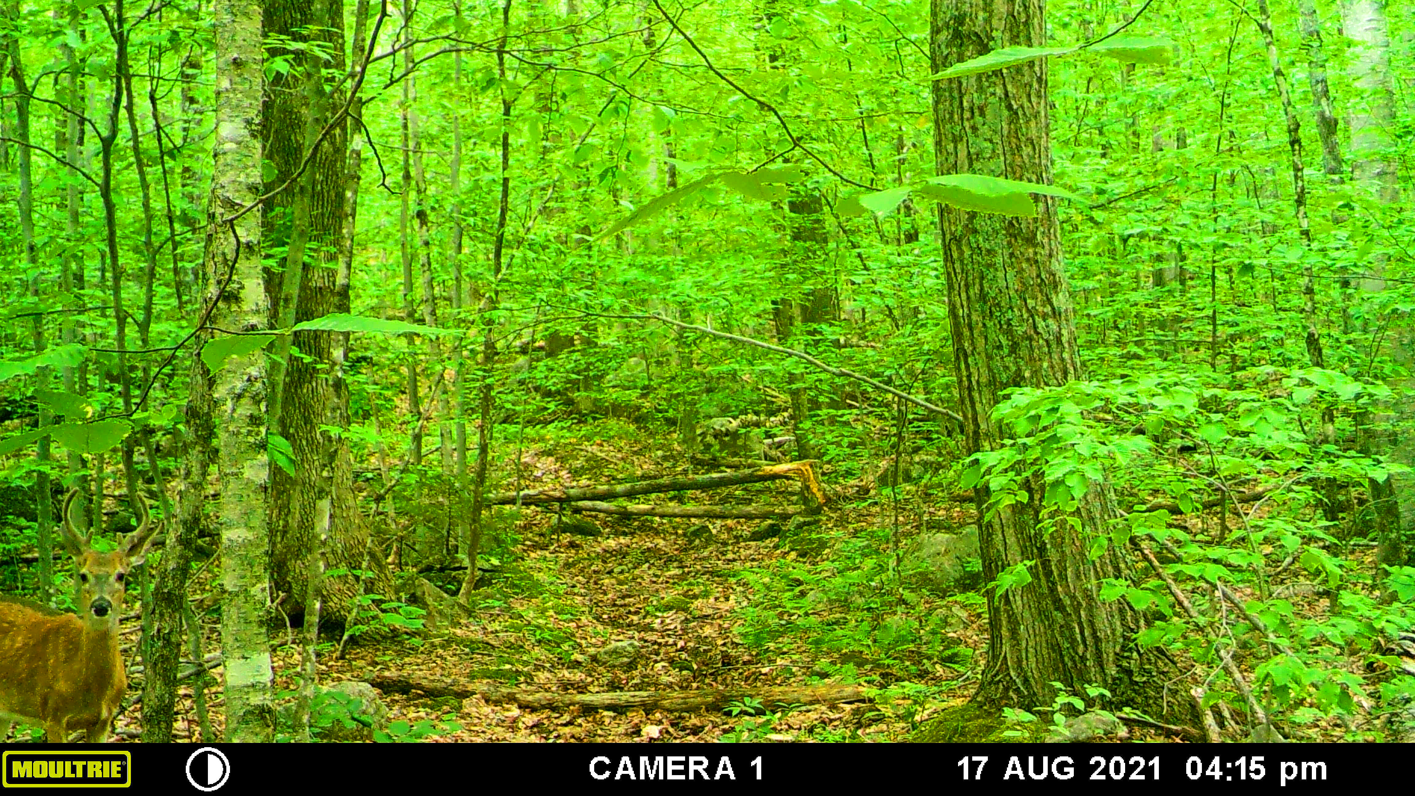 deer on trail