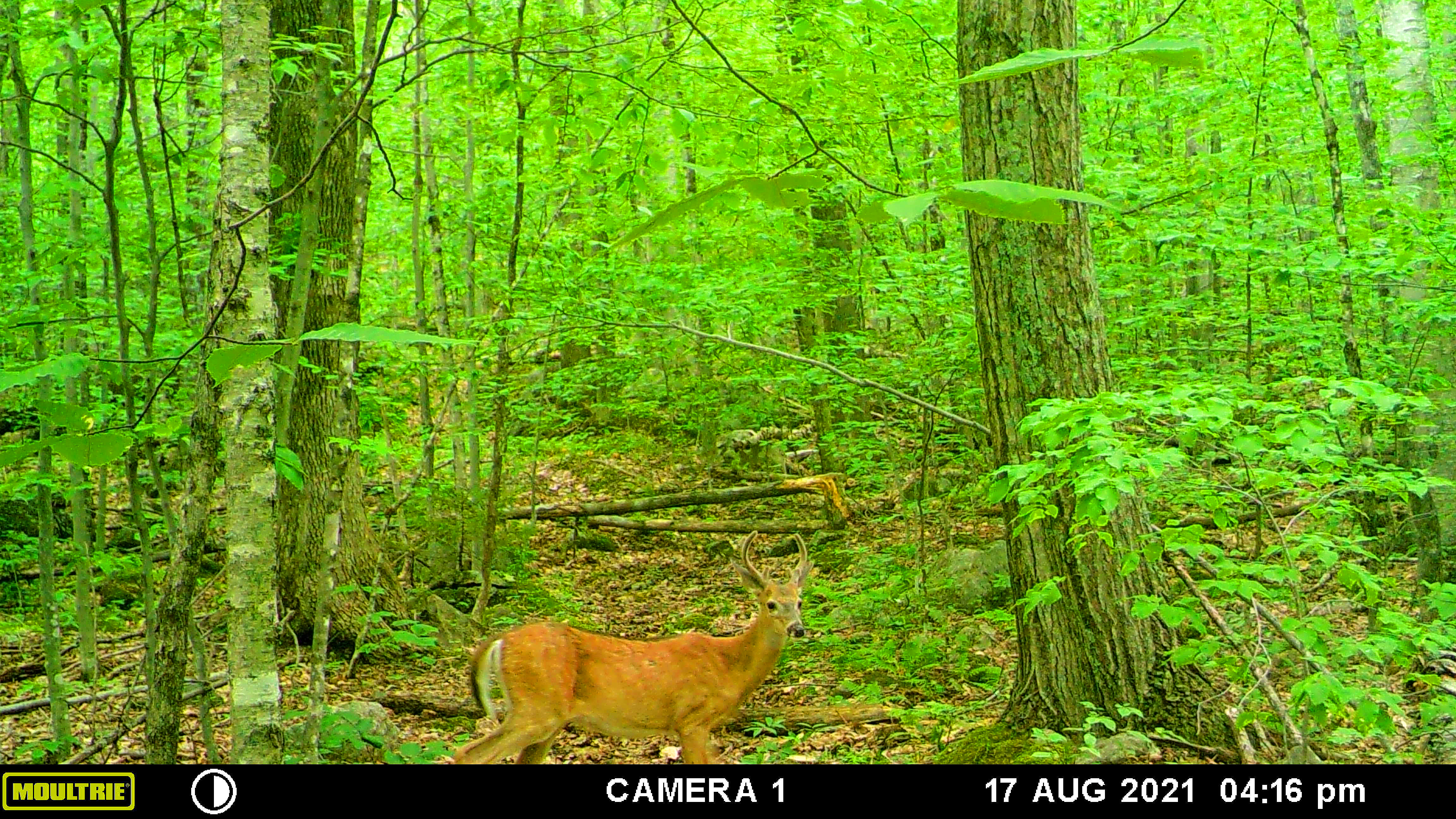 deer on trail