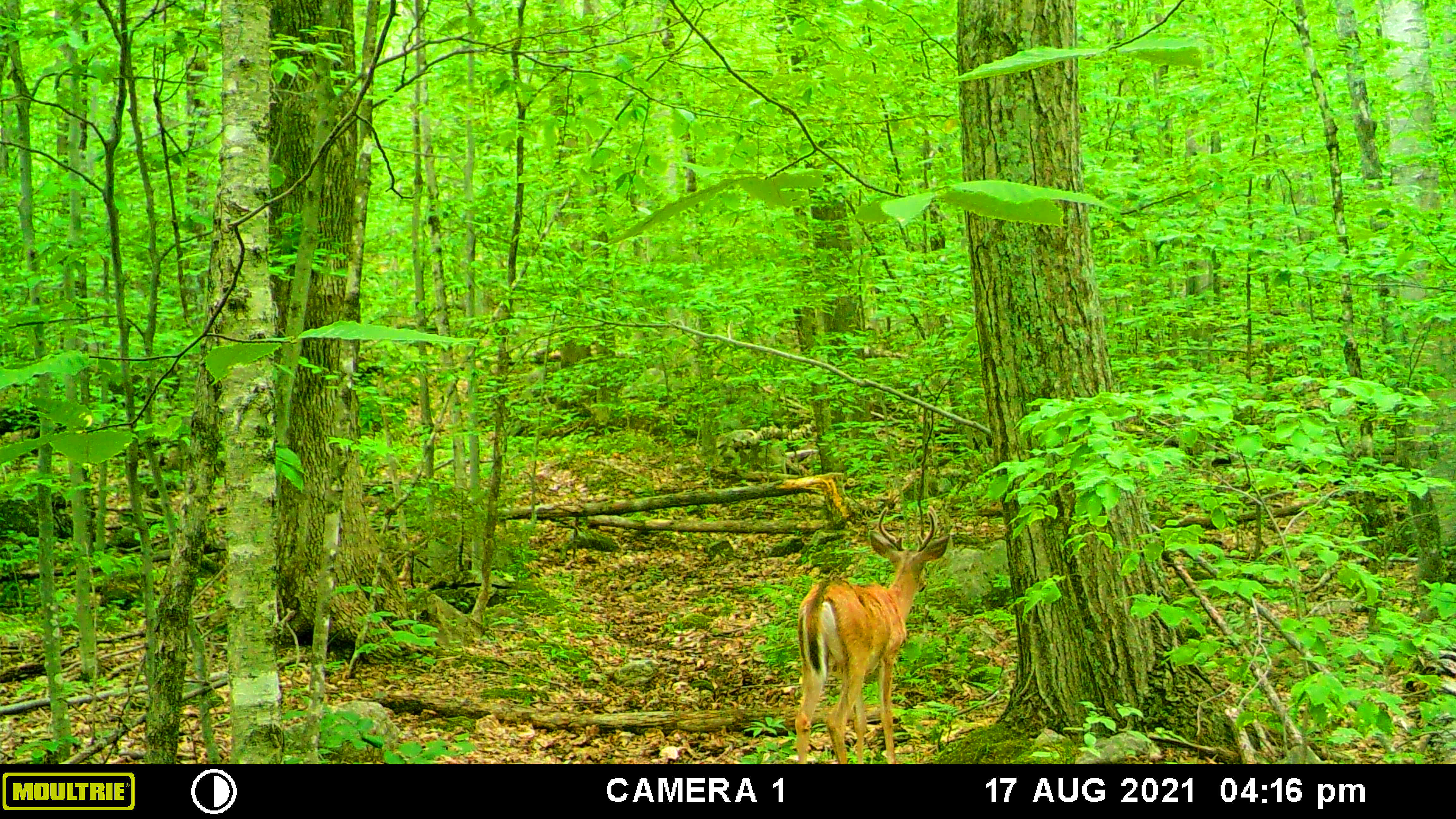 deer on trail