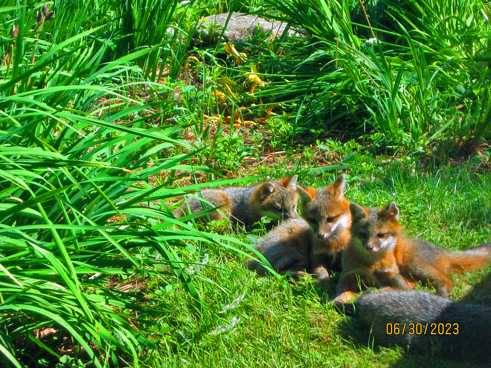 four red foxes