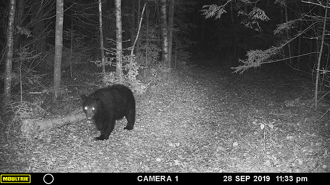 black bear at night