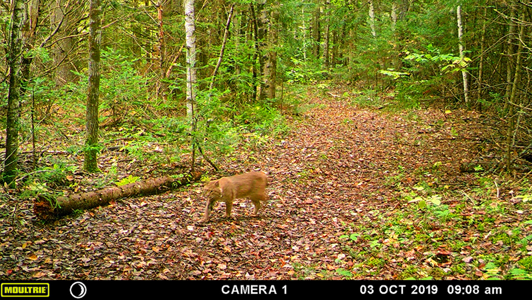 female bobcat on trail