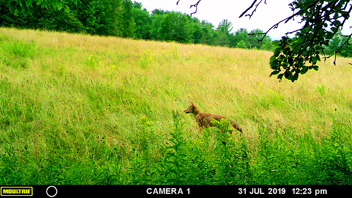 coyote in field