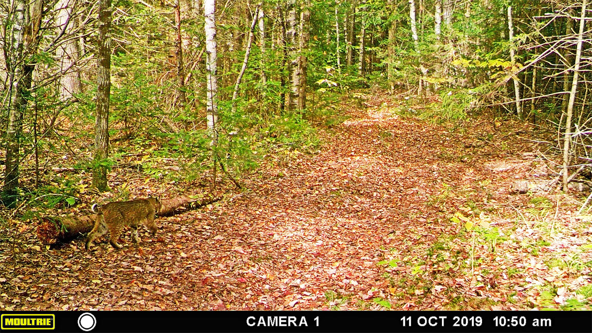 bobcat on trail