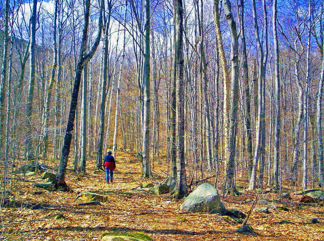 Trees in early Spring