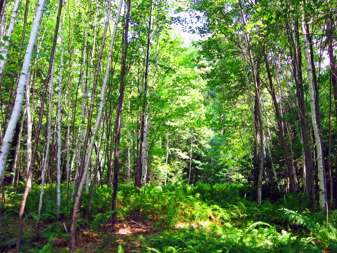 early successional forest