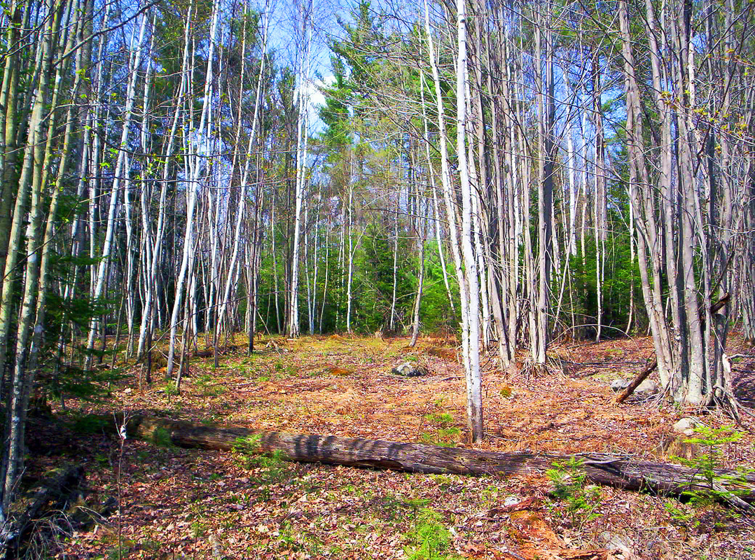 White Birch regeneration