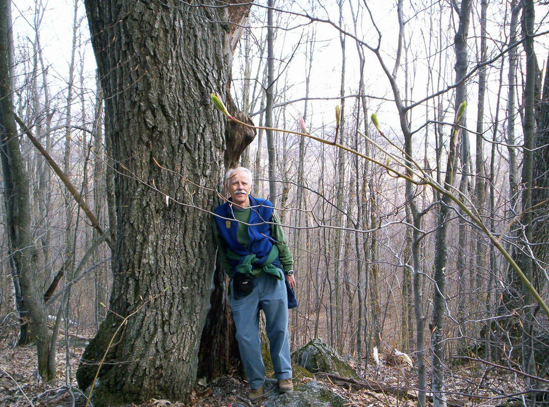 an old oak