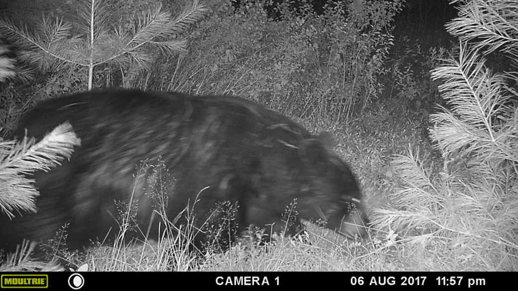black bear at night