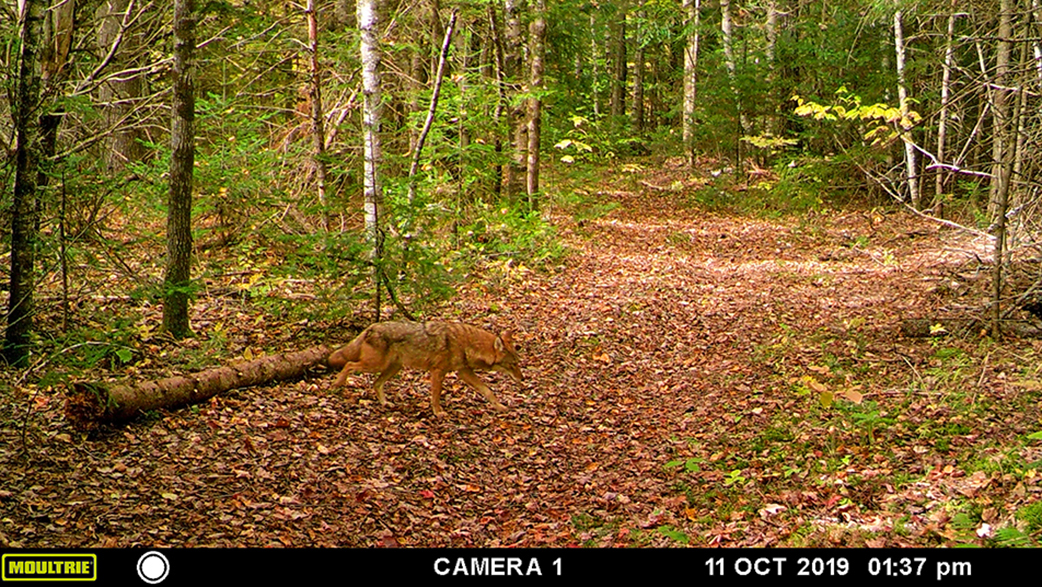 coyote on trail