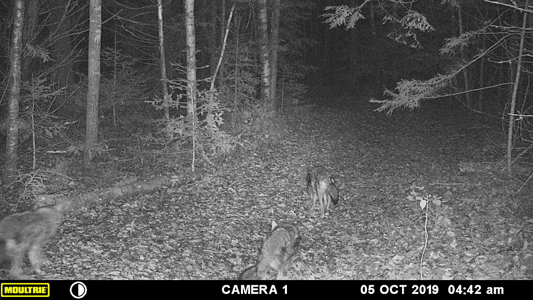 coyote pack at night