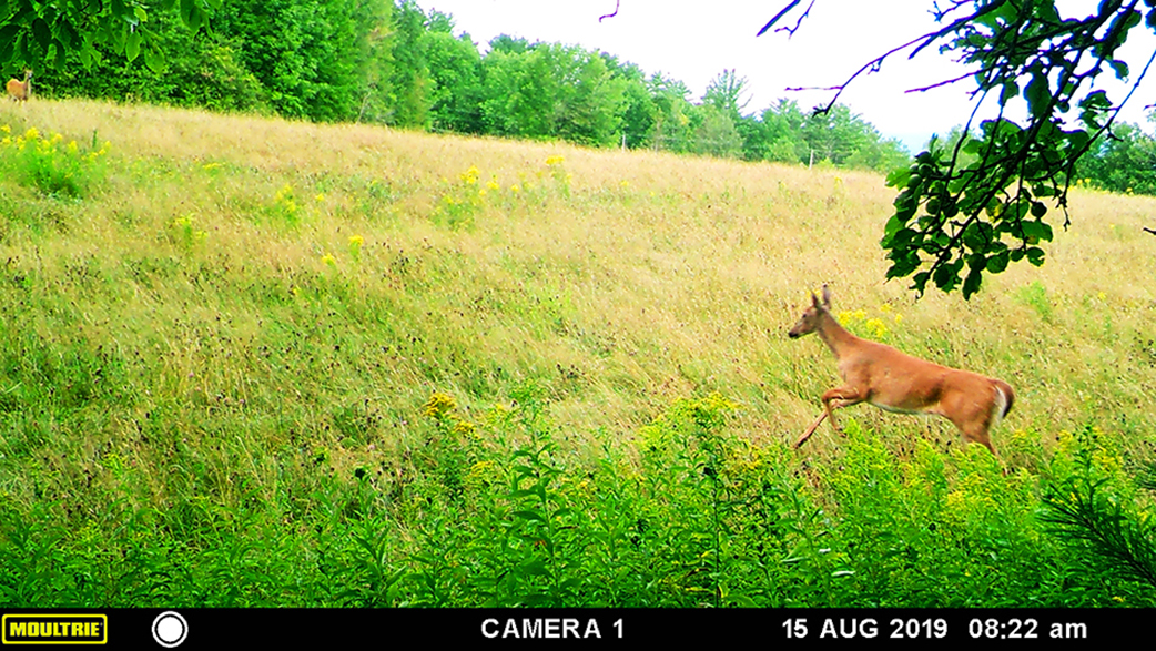 deer in field