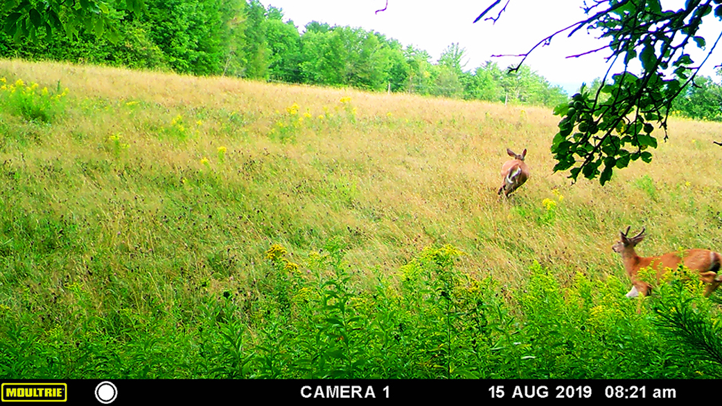 doe and buck deer in field
