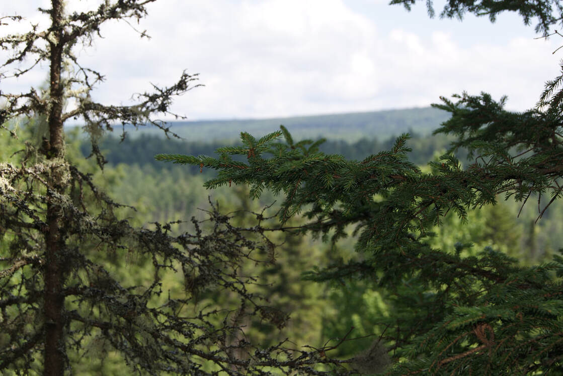 distant view through the trees