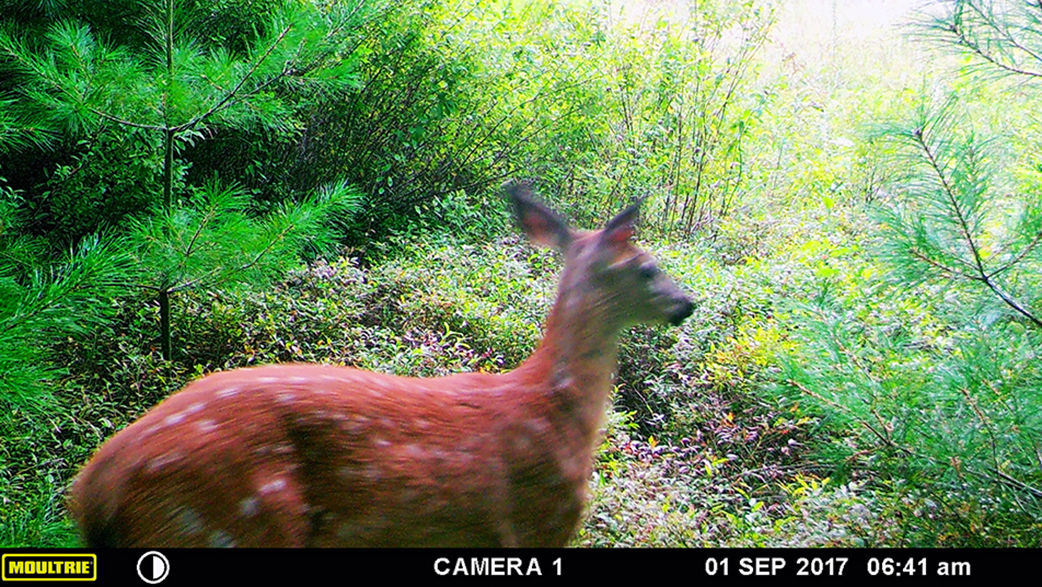 deer fawn