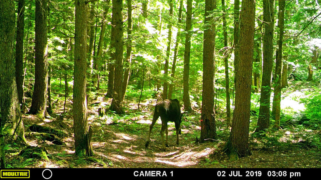 moose in woods