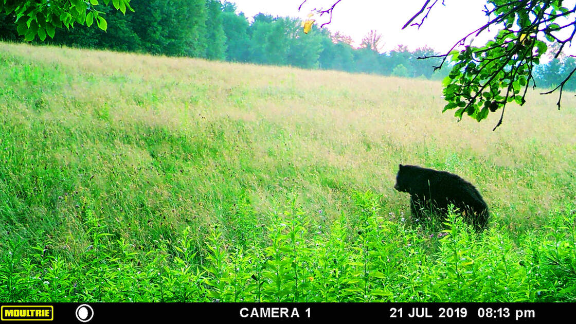 black bear in field