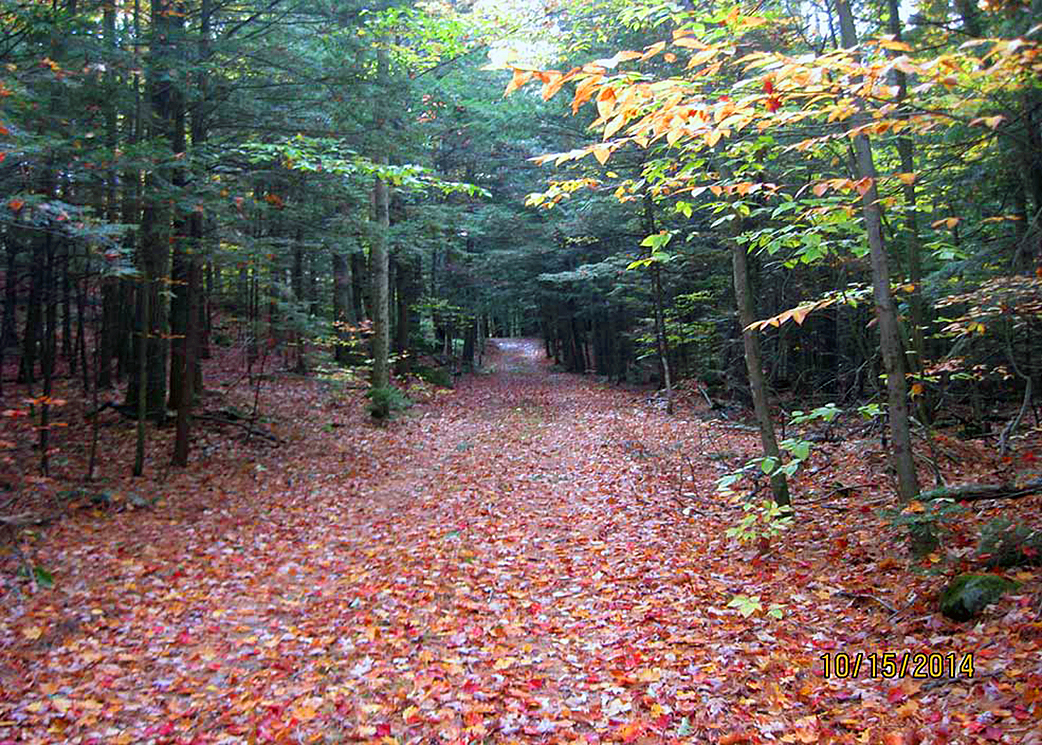 an old woods road